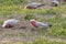 Galahs foraging for food on the ground in a field