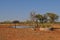 Galahs in tree next to watering hole australian outback desert Pilbara Western Australia
