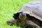 Galalpagos Giant Tortoise  833710