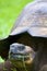 Galalpagos Giant Tortoise  833747