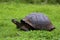 Galalpagos Giant Tortoise  833756