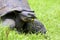 Galalpagos Giant Tortoise  833774