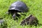 Galalpagos Giant Tortoise  833791