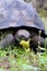 Galalpagos Giant Tortoise  833875