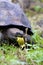 Galalpagos Giant Tortoise  833880
