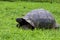 Galalpagos Giant Tortoise  833922
