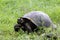 Galalpagos Giant Tortoise  833926