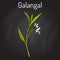 Galangal Alpinia officinarum , medicinal plant