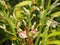 Galangal flower (Alpinia galanga) blooming in the garden