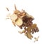 Galangal mix Ginger fall fly in mid air, fresh vegetable spice ginger galangal falling. Organic fresh herbal ginger galangal root