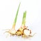 Galangal natural herbal local flora of asia on white