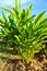 Galangal plants in the farm