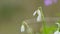 Galanthus Blossoms. Common Snowdrops White Winter Flower. Green Snowdrop. Spring Flowers With Natural Background.