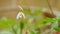 Galanthus Blossoms. Common Snowdrops White Winter Flower. Green Snowdrop. Spring Flowers With Natural Background. Close