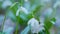 Galanthus Blossoms. Common Snowdrops White Winter Flower. Green Snowdrop. Spring Flowers With Natural Background. Close