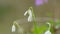 Galanthus Blossoms. Common Snowdrops White Winter Flower. Green Snowdrop. Spring Flowers With Natural Background. Close