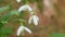 Galanthus Blossoms. Common Snowdrops White Winter Flower. Green Snowdrop. Spring Flowers With Natural Background. Pan.