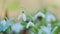 Galanthus Blossoms. Common Snowdrops White Winter Flower. Green Snowdrop. Spring Flowers With Natural Background. Rack