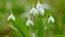 Galanthus Blossoms. Common Snowdrops White Winter Flower. Green Snowdrop. Spring Flowers With Natural Background. Tilt