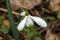 Galanthus `Brenda Troyle` snowdrop