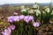 Galanthus and Crocus in the spring boreal forest