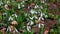 Galanthus elwesii (Elwes\\\'s, greater snowdrop) in the wild