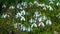 Galanthus elwesii (Elwes\\\'s, greater snowdrop) in the wild