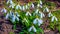 Galanthus elwesii (Elwes\\\'s, greater snowdrop) in the wild