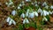 Galanthus elwesii (Elwes\\\'s, greater snowdrop) in the wild. Red Book Ukraine