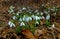 Galanthus elwesii (Elwes\\\'s, greater snowdrop) in the wild. Red Book Ukraine