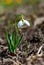 Galanthus elwesii (Elwes\\\'s, greater snowdrop) in the wild. Red Book Ukraine