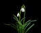 Galanthus nivalis