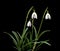 Galanthus nivalis