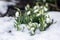 Galanthus nivalis, common snowdrop in bloom, early spring bulbous flowers in the garden