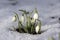 Galanthus nivalis, common snowdrop in bloom, early spring bulbous flowers in the garden