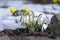 Galanthus nivalis, common snowdrop in bloom, early spring bulbous flowers in the garden