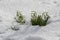 Galanthus nivalis, common snowdrop in bloom, early spring bulbous flowers in the garden