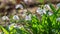 Galanthus nivalis or common snowdrop - blooming white flowers with spider web