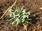 Galanthus Nivalis, Common Snowdrop, Cluster in March