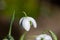 Galanthus nivalis flora pleno (double snowdrop) flower