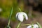 Galanthus nivalis flora pleno (double snowdrop) flower