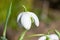 Galanthus nivalis flora pleno (double snowdrop) flower