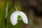 Galanthus nivalis flora pleno (double snowdrop) flower