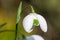 Galanthus nivalis flora pleno (double snowdrop) flower