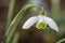 Galanthus nivalis flora pleno (double snowdrop) flower