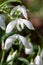 Galanthus nivalis flora pleno (double snowdrop) flowers