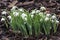 Galanthus nivalis Flore Pleno