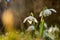 Galanthus Nivalis grows on garden and shoot in backlight. Yellow backlight. Sunshine on leaves. Spring flower. First beauty after