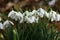 Galanthus nivalis, snowdrop, common snowdrop