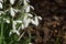 Galanthus nivalis, snowdrop, common snowdrop.